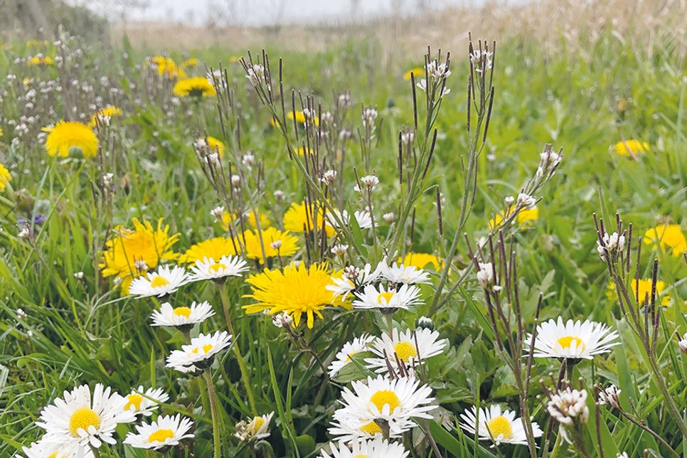 Ohne schlechtes Gewissen zu haben, können Gartenbesitzer in Timmendorfer Strand ihre Grünflächen zum Wohle der Natur unberührt lassen.