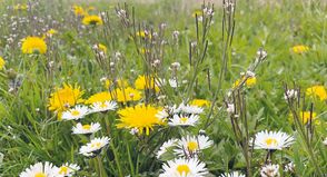 Ohne schlechtes Gewissen zu haben, können Gartenbesitzer in Timmendorfer Strand ihre Grünflächen zum Wohle der Natur unberührt lassen.
