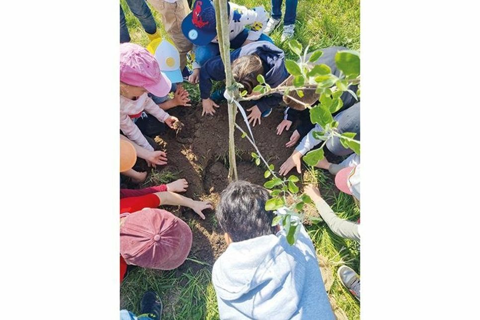 Pflanzung von Apfelbäumen macht gemeinsam besonders Spaß, hier mit der Stadtschule Travemünde.
