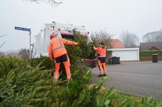 Die Bäume müssen vollständig von Schmuck und Dekorationen befreit sein.