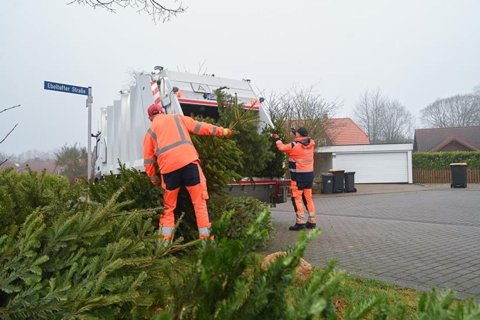 Die Bäume müssen vollständig von Schmuck und Dekorationen befreit sein.