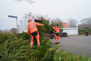 Die Bäume müssen vollständig von Schmuck und Dekorationen befreit sein.