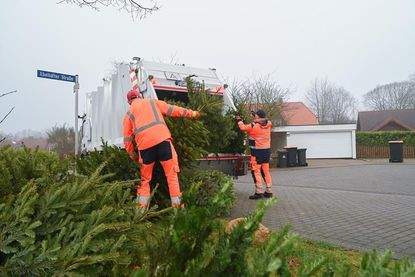 Die Bäume müssen vollständig von Schmuck und Dekorationen befreit sein.