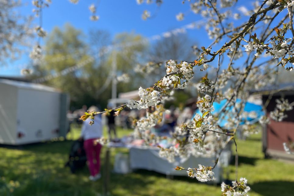 Kirschblüte in Kellenhusen.