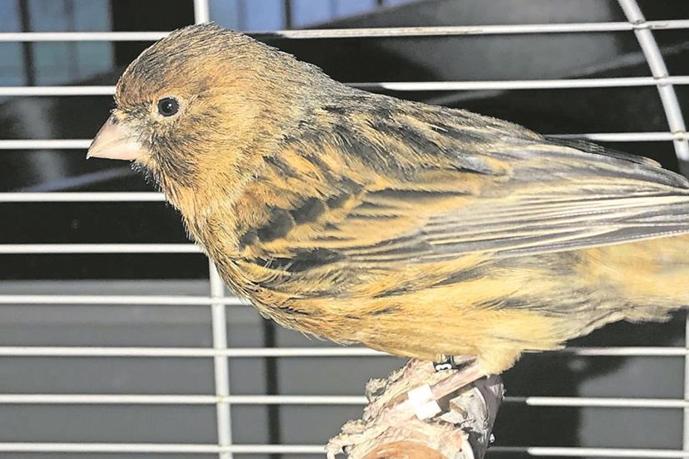 Dieser Kanarienvogel sucht seine Besitzer.