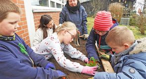 In der Malenter Grundschule hat man sich rechtzeitig auf den Frühling vorbereitet. In einem Bereich des Schulgeländes, das lange im Abseits lag und wucherndem Gestrüpp überlassen war, stehen jetzt nicht nur zwei Hochbeete, die vor den Osterferien im Rahmen des „Erlebnis Küchengarten“ mit Barbara Weber (Mitte) aufgestellt und bepflanzt wurden – hier soll ein richtiger kleiner Schulgarten entstehen. Am Engagement von Kindern, Hausmeister und Lehrkräften mangelt es jedenfalls nicht.