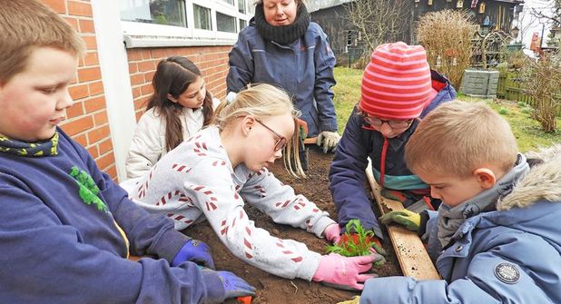 In der Malenter Grundschule hat man sich rechtzeitig auf den Frühling vorbereitet. In einem Bereich des Schulgeländes, das lange im Abseits lag und wucherndem Gestrüpp überlassen war, stehen jetzt nicht nur zwei Hochbeete, die vor den Osterferien im Rahmen des „Erlebnis Küchengarten“ mit Barbara Weber (Mitte) aufgestellt und bepflanzt wurden – hier soll ein richtiger kleiner Schulgarten entstehen. Am Engagement von Kindern, Hausmeister und Lehrkräften mangelt es jedenfalls nicht.