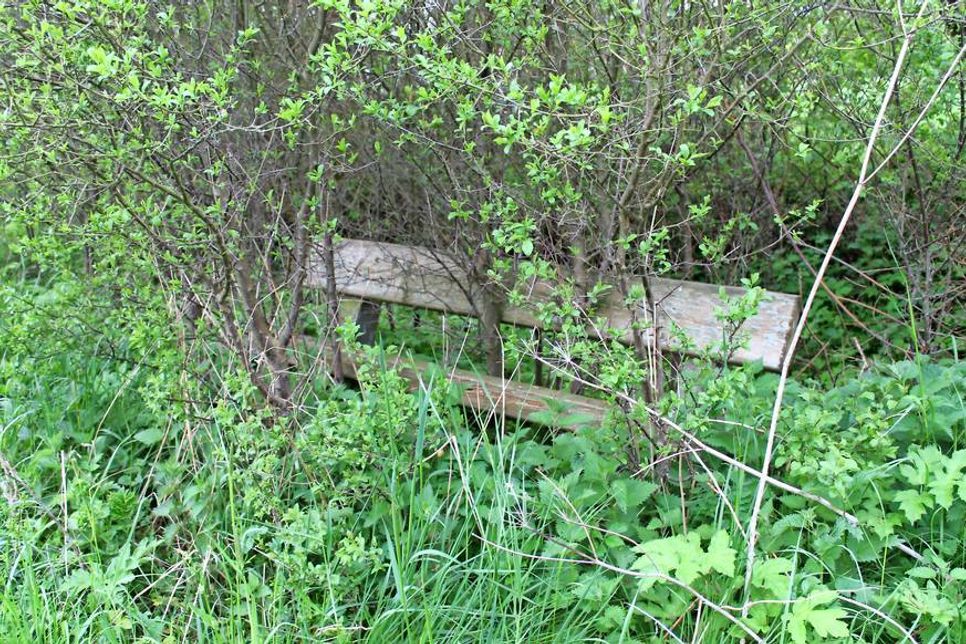 Das gesamte Gelände war im wahrsten Wortsinn „durch die Bank“ verwildert. (Foto: Lisa Wiekhorst)