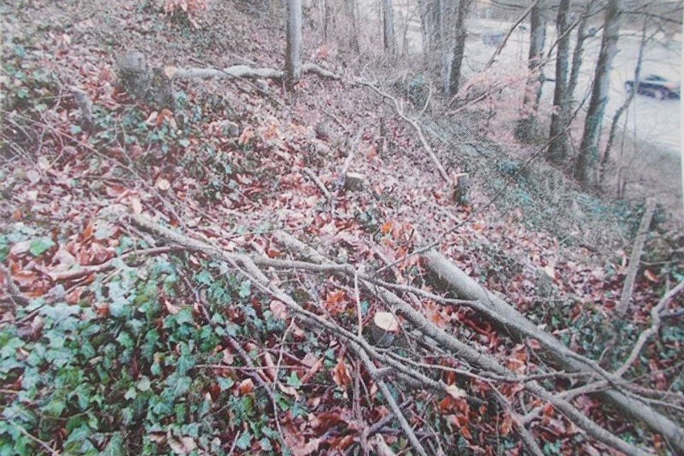 In Scharbeutz ist es erneut zu illegalen Baumfällungen am "Kammerhang" gekommen. (Foto: Polizei)