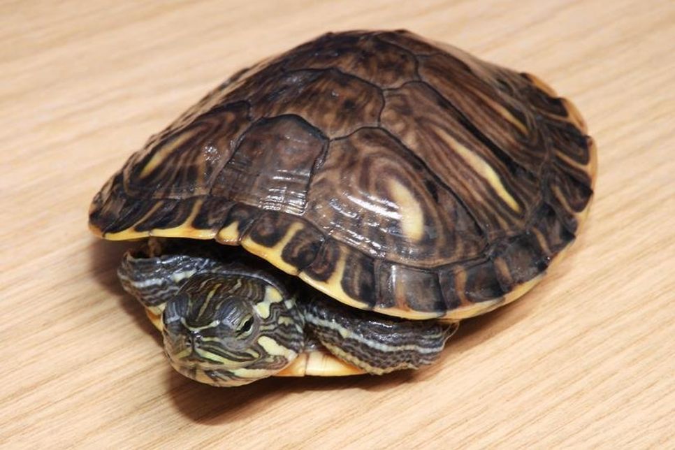 Eutin. Diese Gelbwangenschmuckschildkröte wurde am 6. Juni in Neustadt, Im Winkel auf der Straße gefunden (vielleicht auf Brautschau). Sie sitzt munter im Eutiner Tierheim und wartet darauf, vom Besitzer abgeholt zu werden. Das Tierheim Eutin, Diekstauen 5, ist montags bis freitags von 9 bis 10.30 Uhr, mittwochs von 17 bis 19.30 Uhr und montags, dienstags, donnerstags und freitags von 17 bis 18 Uhr sowie samstags von 9 bis 12 Uhr geöffnet und telefonisch erreichbar unter 04521/73644. (red)