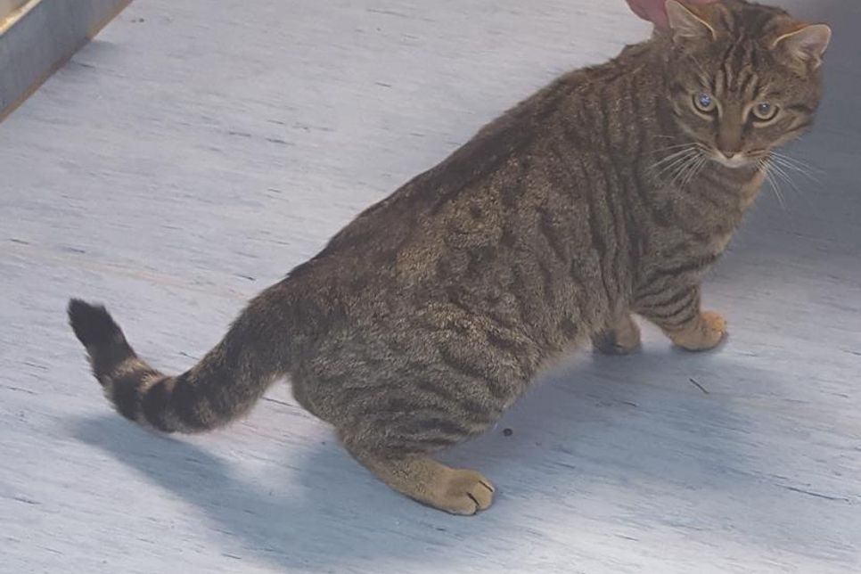 Wer vermisst diesen netten, getigerten Kater.