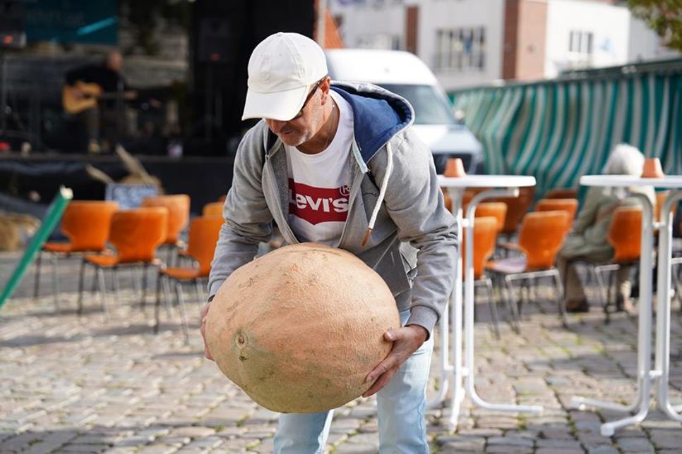 Gar nicht so leicht: Wenn man den Kürbis überhaupt anheben konnte, wartete die nächste Herausforderung - sein Gewicht schätzen.