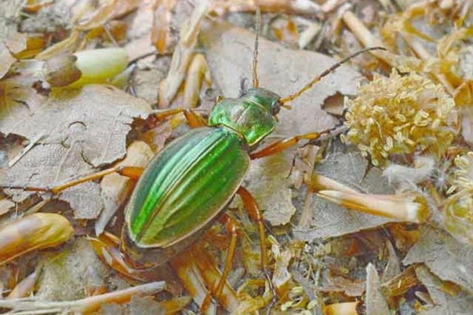 Den Goldlaufkäfer Carabus auratus hat Sarah Toziegel fotografiert.