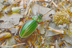 Den Goldlaufkäfer Carabus auratus hat Sarah Toziegel fotografiert.