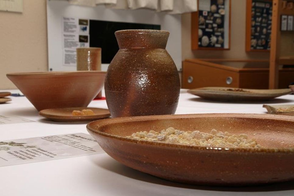 Sonderausstellung im Haus der Natur - Cismar.