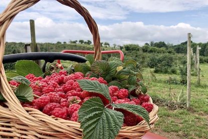 Gesund, süß, fruchtig und saftig: Die Himbeeren vom Obsthof Schneekloth in Grömitz.
