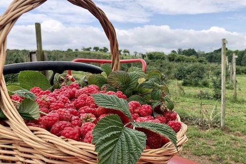 Gesund, süß, fruchtig und saftig: Die Himbeeren vom Obsthof Schneekloth in Grömitz.