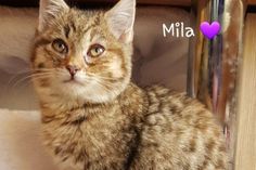 Mila