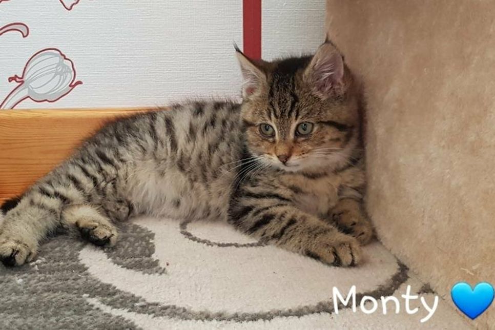 Monty