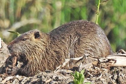 Die aus Südamerika stammenden Nutrias sind Vegetarier und leben stets am Wasser. Bei den Krötenteichen fühlen sie sich wohl- und sind hier inzwischen heimisch geworden.