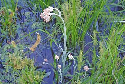 Die Gelbweiße Strohblume ist vom Aussterben bedroht. Dass sie jetzt in Raisdorf entdeckt wurde, gilt als kleine botanische Sensation.