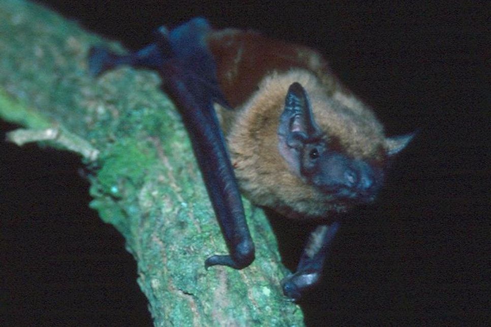 Der Große Abendsegler ist eine Fledermausart, die in Wäldern mit altem Baumbestand zu finden ist.