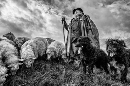 Wanderschäfer John Kimmel auf der Krone des Danewerks mit Schafen und Hunden westlich von Kurburg.