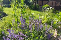 Sehen harmlos aus, haben aber viele spannende Tricks auf Lager: Pflanzen im Naturerlebnisraum Schönwalde, hier im „Schmetterlingsgarten“.