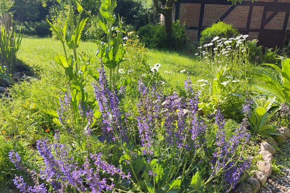 Sehen harmlos aus, haben aber viele spannende Tricks auf Lager: Pflanzen im Naturerlebnisraum Schönwalde, hier im „Schmetterlingsgarten“.