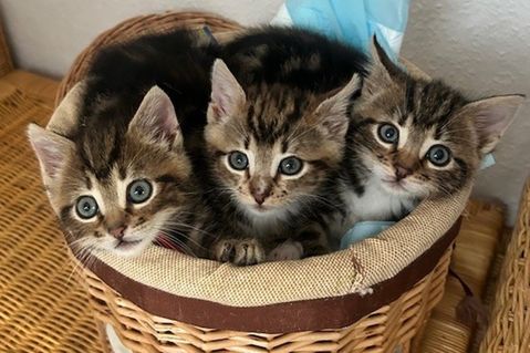 Die drei sind menschenbezogen, verschmust und anhänglich.