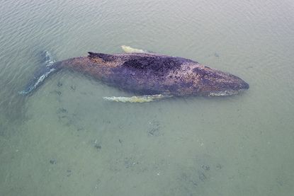 Gestrandeter Buckelwal vor Niendorf/Ostsee: Rettungsversuche laufen