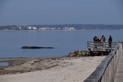 Gestrandeter Buckelwal vor Niendorf/Ostsee: Rettungsversuche laufen