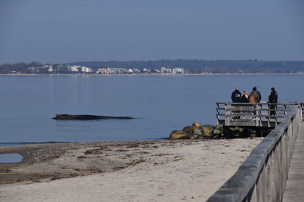 Gestrandeter Buckelwal vor Niendorf/Ostsee: Rettungsversuche laufen