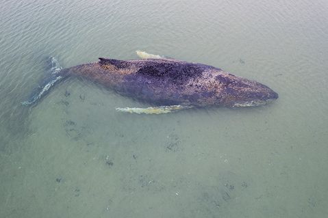 Gestrandeter Buckelwal vor Niendorf/Ostsee: Rettungsversuche laufen