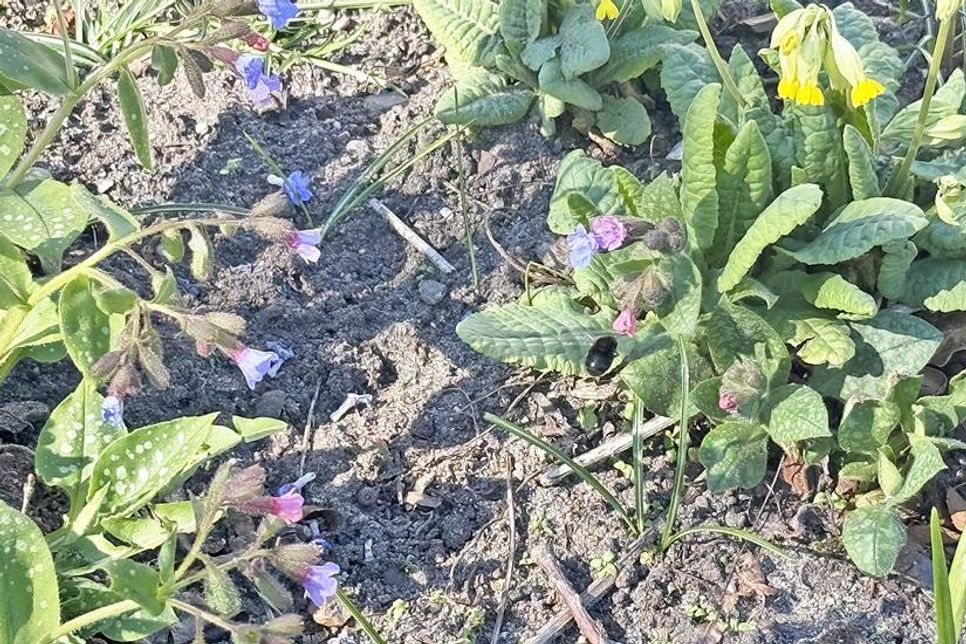 Mehr Blüten für die Insekten: beim Pflanzenflohmarkt in Laboe geht es um die Vielfalt.