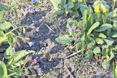 Mehr Blüten für die Insekten: beim Pflanzenflohmarkt in Laboe geht es um die Vielfalt.