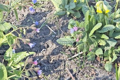 Mehr Blüten für die Insekten: beim Pflanzenflohmarkt in Laboe geht es um die Vielfalt.