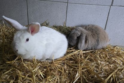 Wer zwei herzliche Fellnasen sucht, die gemeinsam durchs Leben hoppeln, darf sich gerne im Tierheim Lübbersdorf melden.