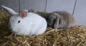 Wer zwei herzliche Fellnasen sucht, die gemeinsam durchs Leben hoppeln, darf sich gerne im Tierheim Lübbersdorf melden.
