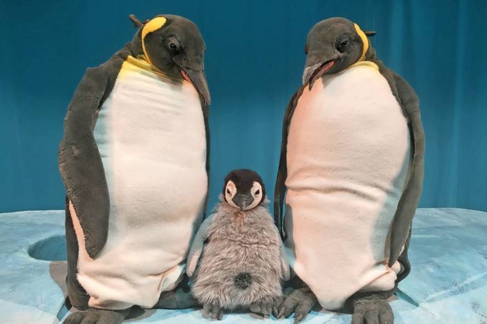 Das Stück „Pit Pinguin“ ist für Kinder ab 3 Jahren geeignet.