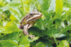 Ein im April 2020 am Krötenzaun gefundener Teichfrosch.