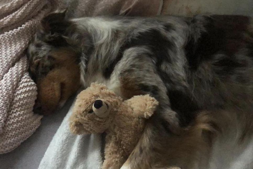 „Luna“ erholt sich von ihrer Hüftoperation.