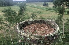 Das Nest ist wieder bezugsfertig und wartet auf „neue Mieter“.
