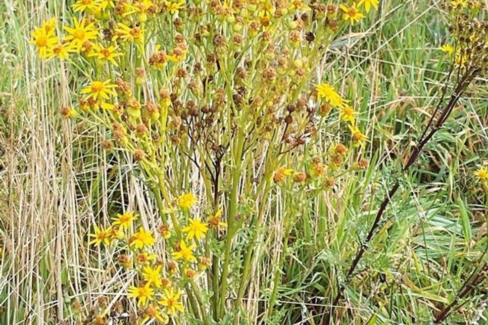 So sieht das Jakobskreuzkraut aus.
