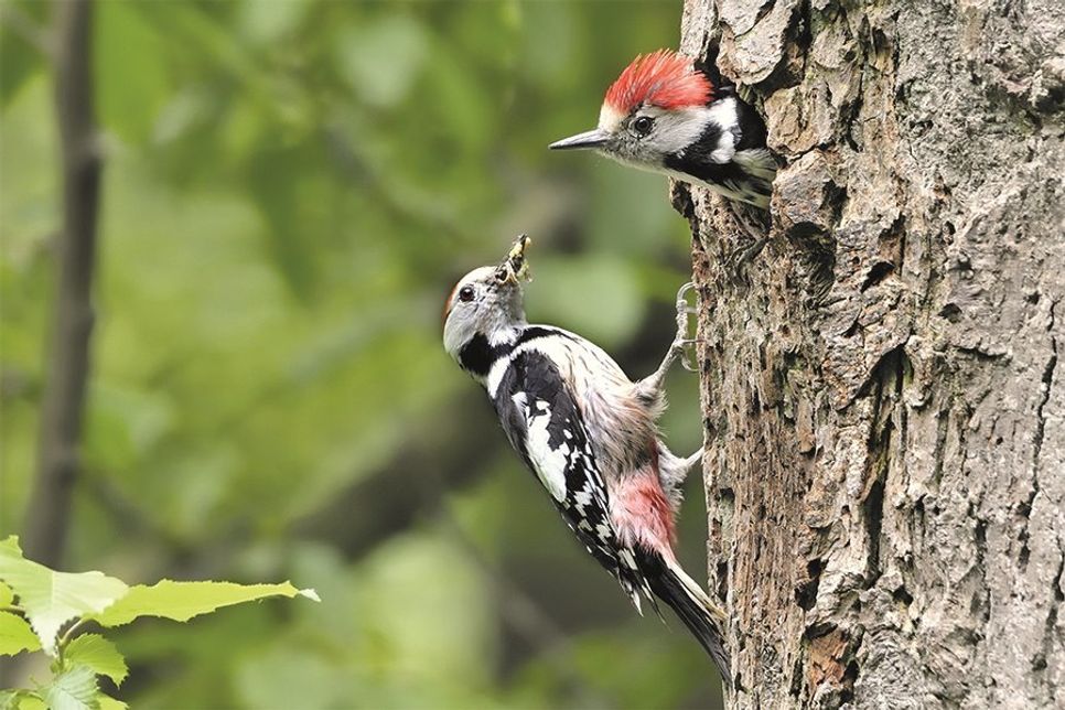 Viele beeindruckende Naturaufnahmen – wie hier vom Mittelspecht –  präsentiert der Autor aus Ratekau in seinem Fotobuch.