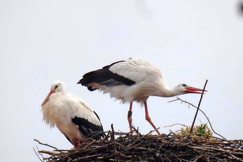 Nach der Ankunft der Störche im März, wurde zunächst das Nest hergerichtet.