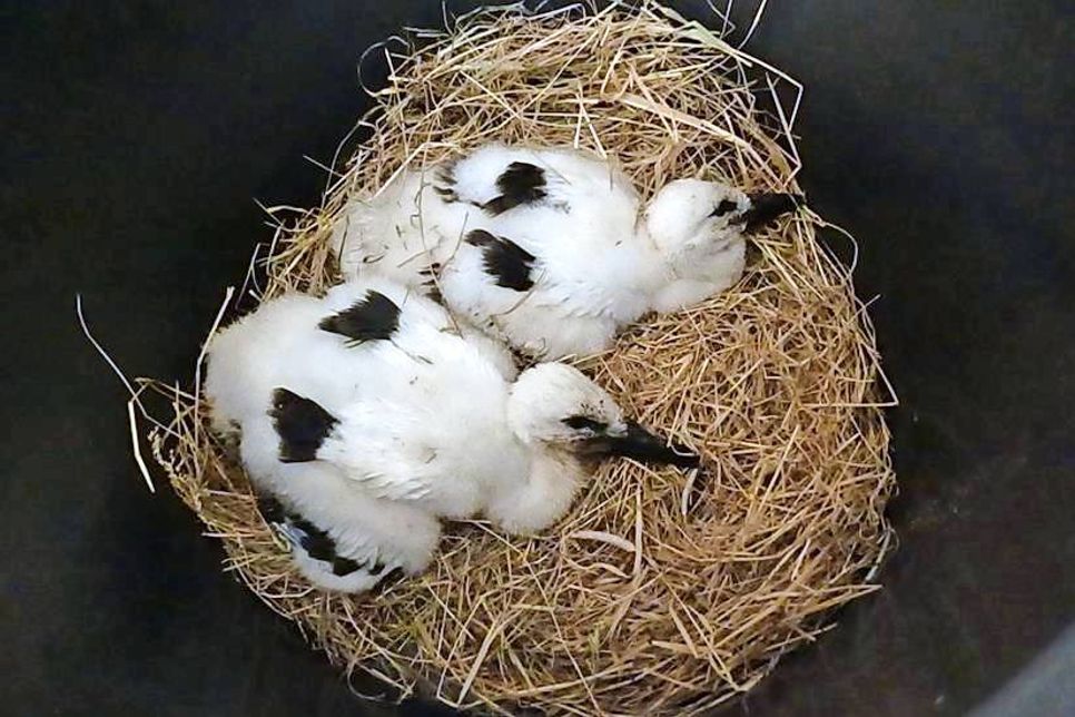 Beide Jungstörche sind schwach, nehmen aber das Futter an.