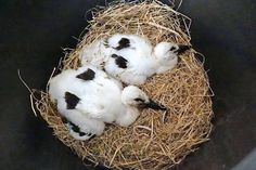 Beide Jungstörche sind schwach, nehmen aber das Futter an.