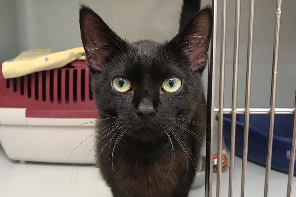 Wer vermisst diesen schwarzen, freundlichen Kater?