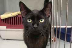 Wer vermisst diesen schwarzen, freundlichen Kater?